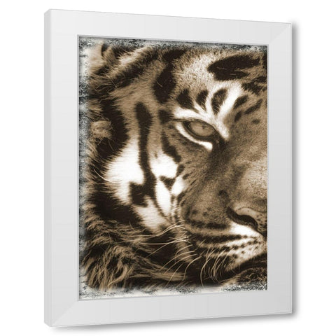 Tiger Claw 1 White Modern Wood Framed Art Print by Lewis, Sheldon