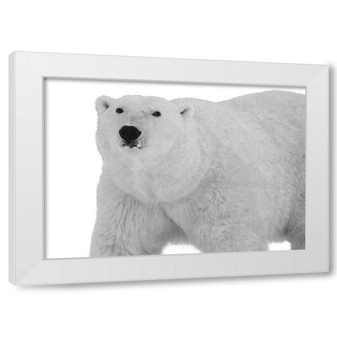 Polar Bear White Modern Wood Framed Art Print by Lewis, Sheldon