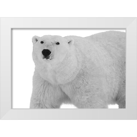 Polar Bear White Modern Wood Framed Art Print by Lewis, Sheldon