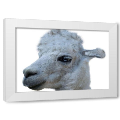 Hello Llama White Modern Wood Framed Art Print by Lewis, Sheldon