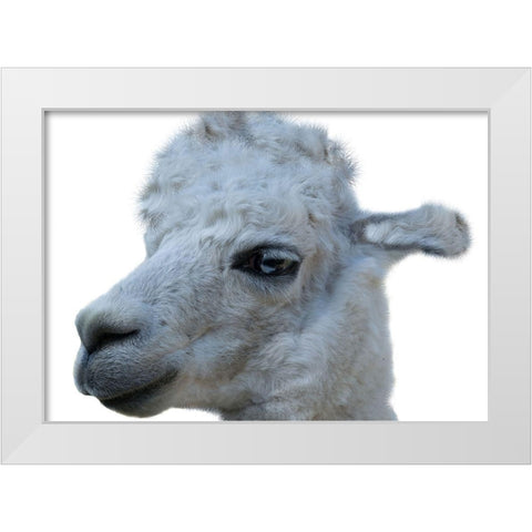 Hello Llama White Modern Wood Framed Art Print by Lewis, Sheldon