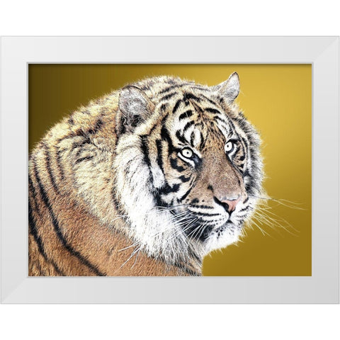 Tiger Eyes White Modern Wood Framed Art Print by Lewis, Sheldon