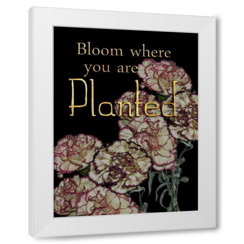 Full Bloom White Modern Wood Framed Art Print by Lewis, Sheldon