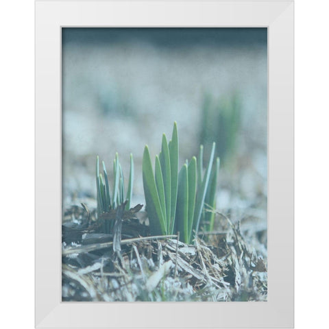 Glory Dew White Modern Wood Framed Art Print by Lewis, Sheldon