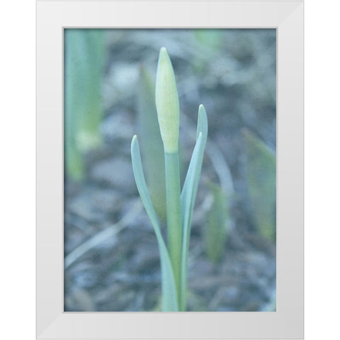 Glory Dew 2 White Modern Wood Framed Art Print by Lewis, Sheldon