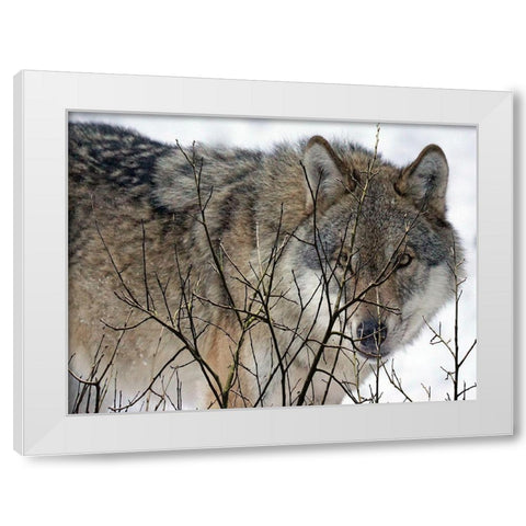 Hunter White Modern Wood Framed Art Print by Lewis, Sheldon