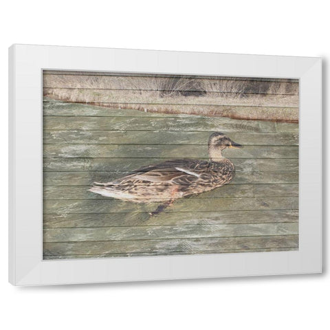 Water Duck White Modern Wood Framed Art Print by Lewis, Sheldon