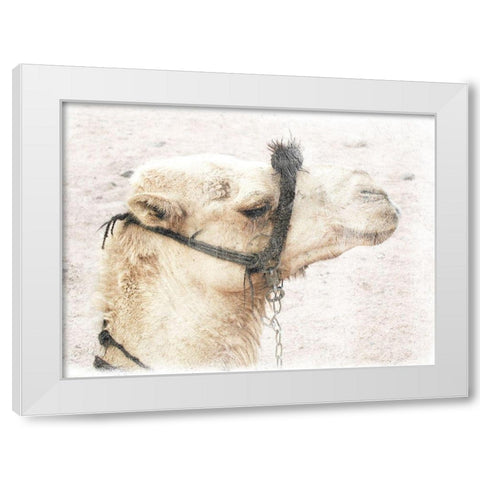 Camel 1 White Modern Wood Framed Art Print by Lewis, Sheldon