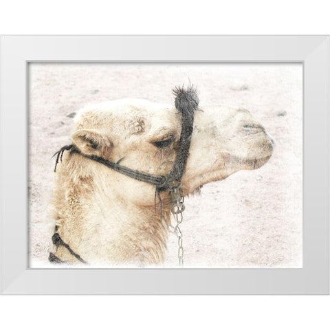 Camel 1 White Modern Wood Framed Art Print by Lewis, Sheldon
