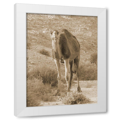 Desert Runner 2 White Modern Wood Framed Art Print by Lewis, Sheldon