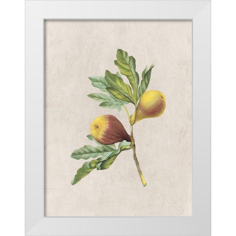 Fruity Botanic 4 White Modern Wood Framed Art Print by Lewis, Sheldon