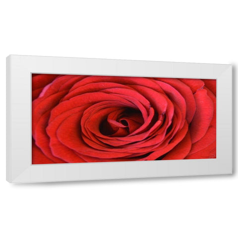 Heart Of The Rose White Modern Wood Framed Art Print by Lewis, Sheldon