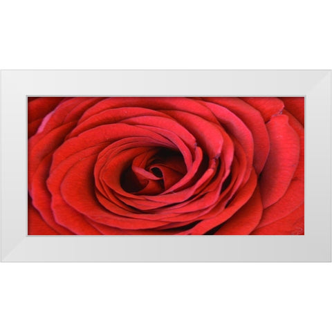 Heart Of The Rose White Modern Wood Framed Art Print by Lewis, Sheldon