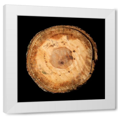 Dark Rings Of Ages White Modern Wood Framed Art Print by Lewis, Sheldon