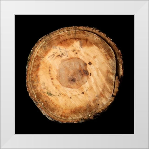 Dark Rings Of Ages White Modern Wood Framed Art Print by Lewis, Sheldon