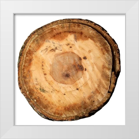 Earthy Rings Of Ages White Modern Wood Framed Art Print by Lewis, Sheldon