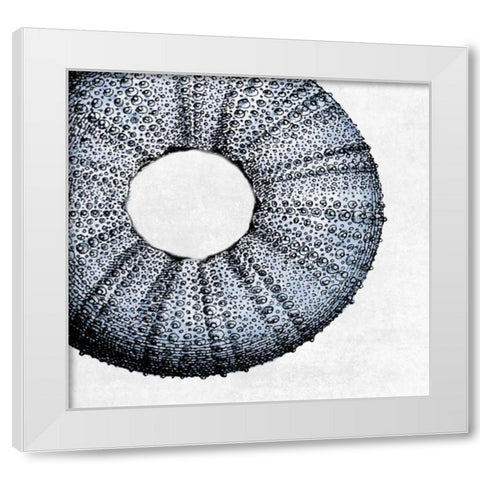 Urchin Shell 1 White Modern Wood Framed Art Print by Lewis, Sheldon