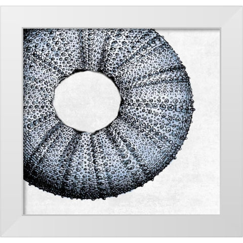 Urchin Shell 1 White Modern Wood Framed Art Print by Lewis, Sheldon