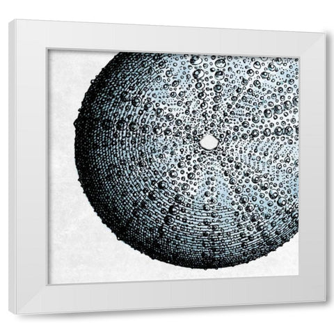 Urchin Shell 2 White Modern Wood Framed Art Print by Lewis, Sheldon