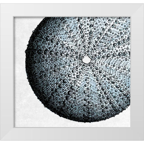 Urchin Shell 2 White Modern Wood Framed Art Print by Lewis, Sheldon