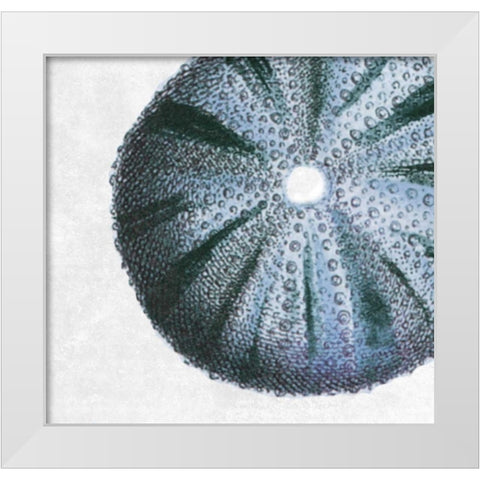 Urchin Shell 3 White Modern Wood Framed Art Print by Lewis, Sheldon