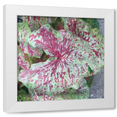 Tropical Plant 2 White Modern Wood Framed Art Print by Lewis, Sheldon