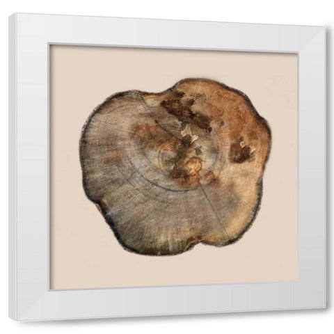 Tree Ring Stump 2 White Modern Wood Framed Art Print by Lewis, Sheldon