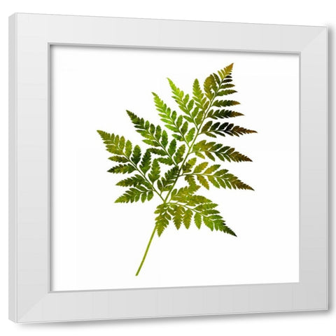 Kings Brush 2 White Modern Wood Framed Art Print by Lewis, Sheldon