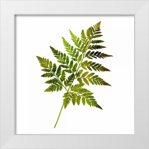 Kings Brush 2 White Modern Wood Framed Art Print by Lewis, Sheldon