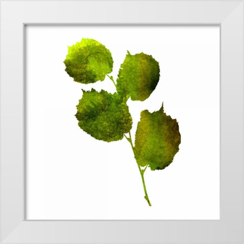 Kings Brush 4 White Modern Wood Framed Art Print by Lewis, Sheldon