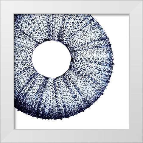 Urchin Shell 1 White Modern Wood Framed Art Print by Lewis, Sheldon
