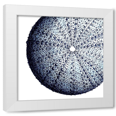 Urchin Shell 2 White Modern Wood Framed Art Print by Lewis, Sheldon