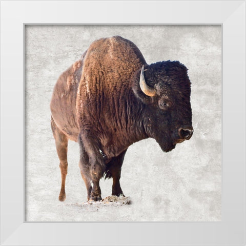 Run Wild White Modern Wood Framed Art Print by Lewis, Sheldon