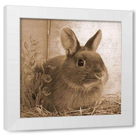 Robby White Modern Wood Framed Art Print by Lewis, Sheldon