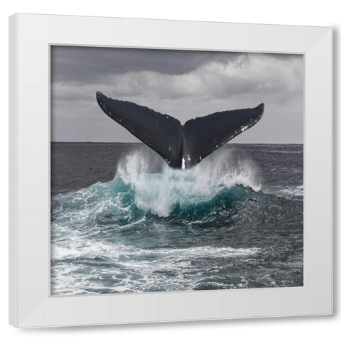 St Vincent Coast White Modern Wood Framed Art Print by Lewis, Sheldon