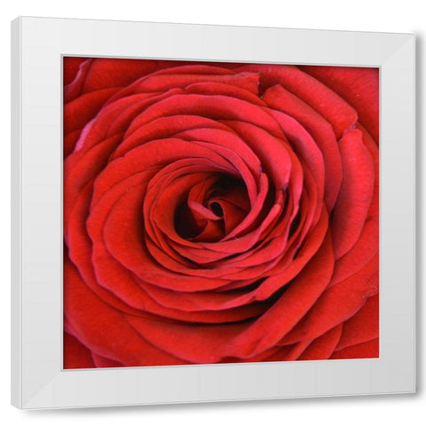 Heart Of The Rose White Modern Wood Framed Art Print by Lewis, Sheldon