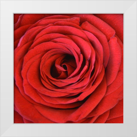 Heart Of The Rose White Modern Wood Framed Art Print by Lewis, Sheldon