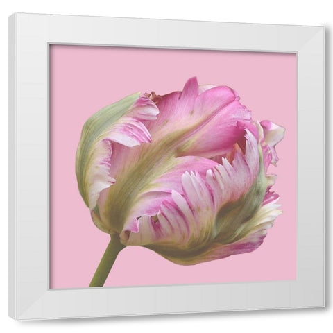Magnificent Blossom White Modern Wood Framed Art Print by Lewis, Sheldon