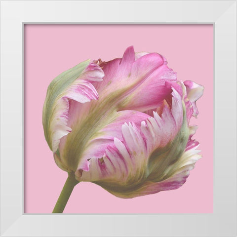 Magnificent Blossom White Modern Wood Framed Art Print by Lewis, Sheldon