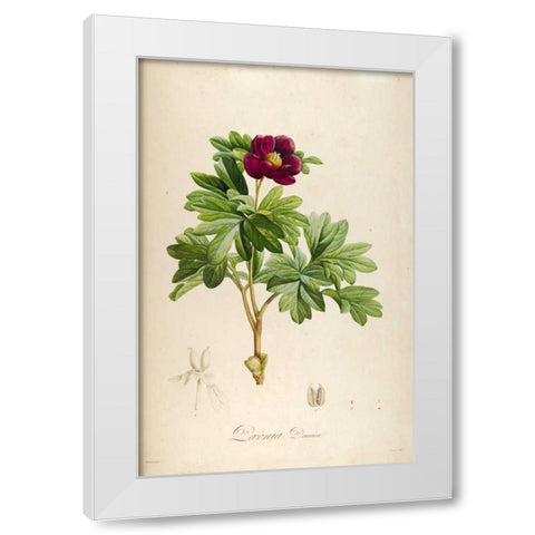 Vintage Botanical 186 White Modern Wood Framed Art Print by Carlson, Tina