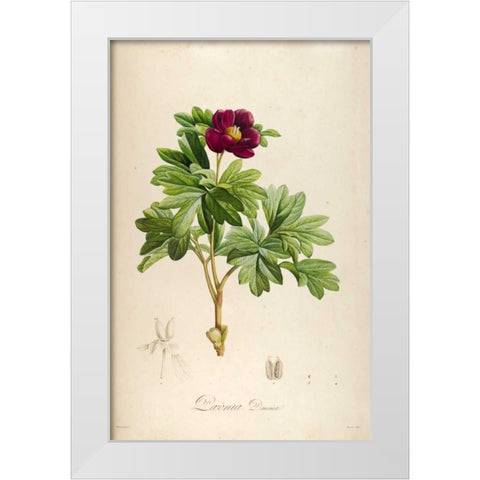 Vintage Botanical 186 White Modern Wood Framed Art Print by Carlson, Tina