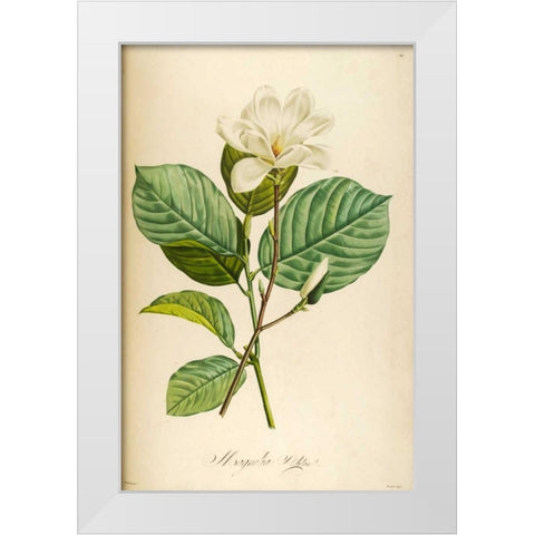 Vintage Botanical White Modern Wood Framed Art Print by Carlson, Tina