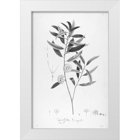 Botanical Eclipse 2 White Modern Wood Framed Art Print by Carlson, Tina