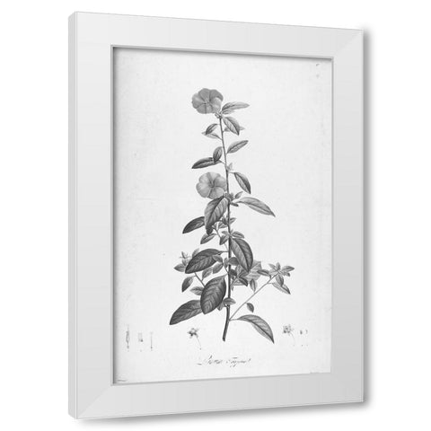 Botanical Eclipse 3 White Modern Wood Framed Art Print by Carlson, Tina