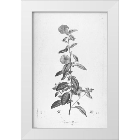 Botanical Eclipse 3 White Modern Wood Framed Art Print by Carlson, Tina