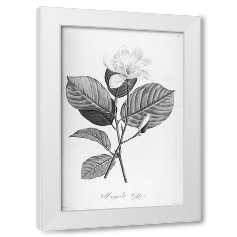 Botanical Eclipse 4 White Modern Wood Framed Art Print by Carlson, Tina