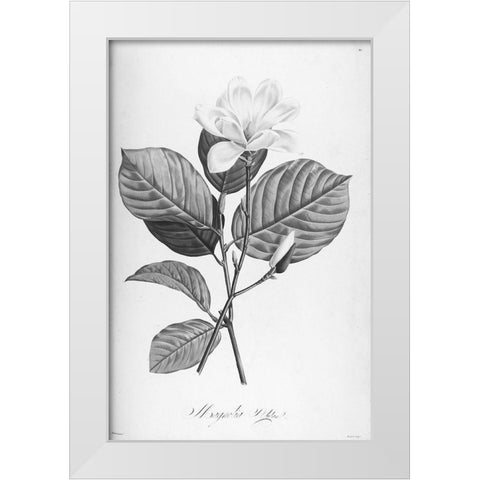 Botanical Eclipse 4 White Modern Wood Framed Art Print by Carlson, Tina