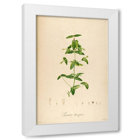 VintageBotanical 192 White Modern Wood Framed Art Print by Telik, Tracey