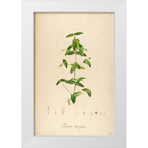 VintageBotanical 192 White Modern Wood Framed Art Print by Telik, Tracey