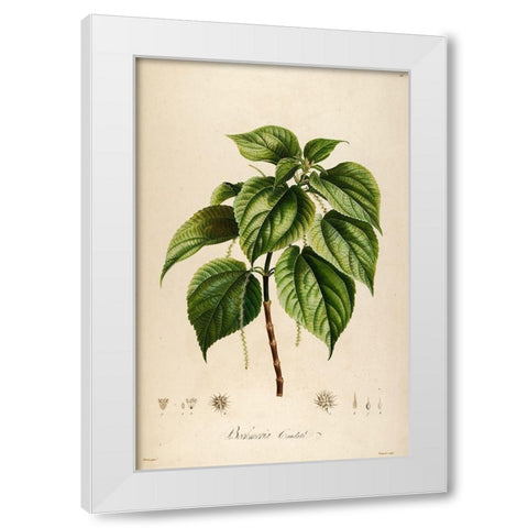 Vintage Botanical 198 White Modern Wood Framed Art Print by Telik, Tracey